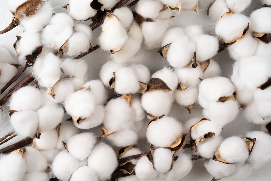 flat lay of white cotton bolls on branches, an organic cotton alternative fabric