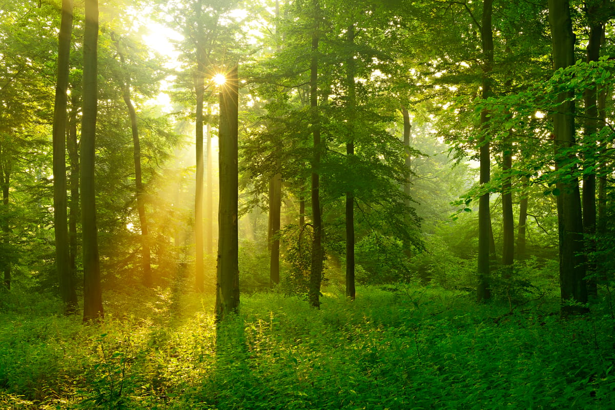 Micromodal: Eco-Friendly or Toxic Material?